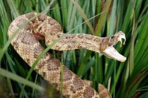 2511598132_3216990_sneaky_rattle_snake_in_tall_grass_xlarge